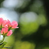 薔薇三兄弟