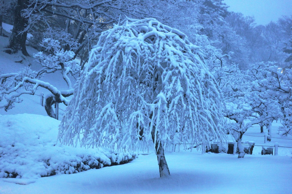 雪でより枝垂れる