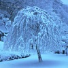 雪でより枝垂れる