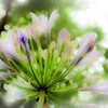 蒸す