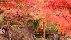 紅葉の屋根