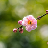 梅の花
