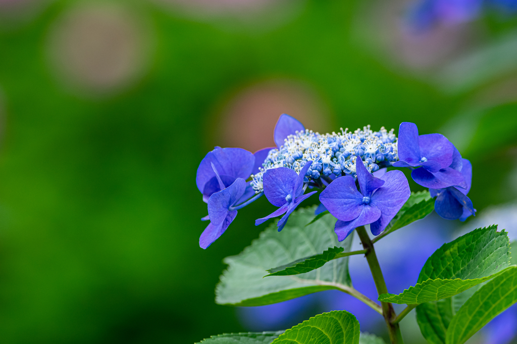 紫陽花