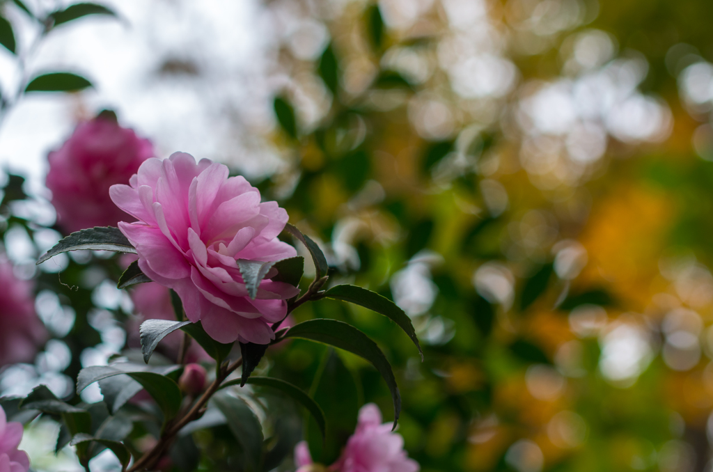 山茶花