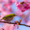 河津桜とメジロ