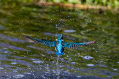 カワセミ　離水