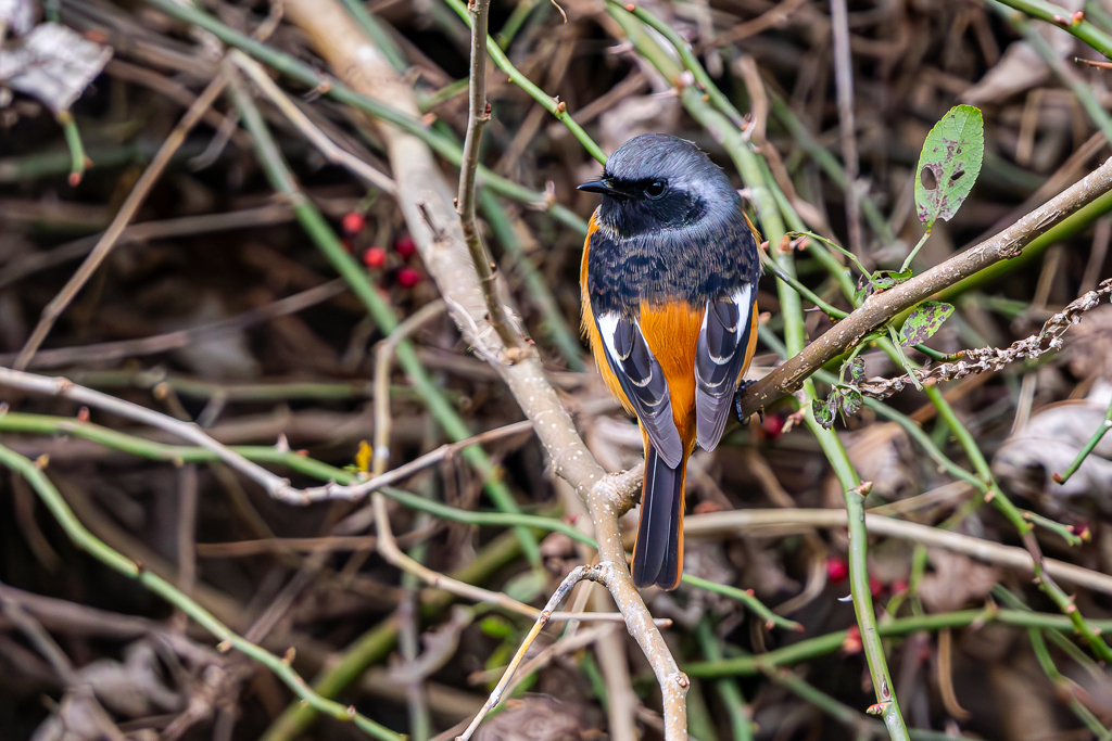 ジョウビタキ オス