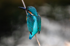 コバルトブルー