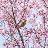 春爛漫
