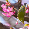 花粉だらけ