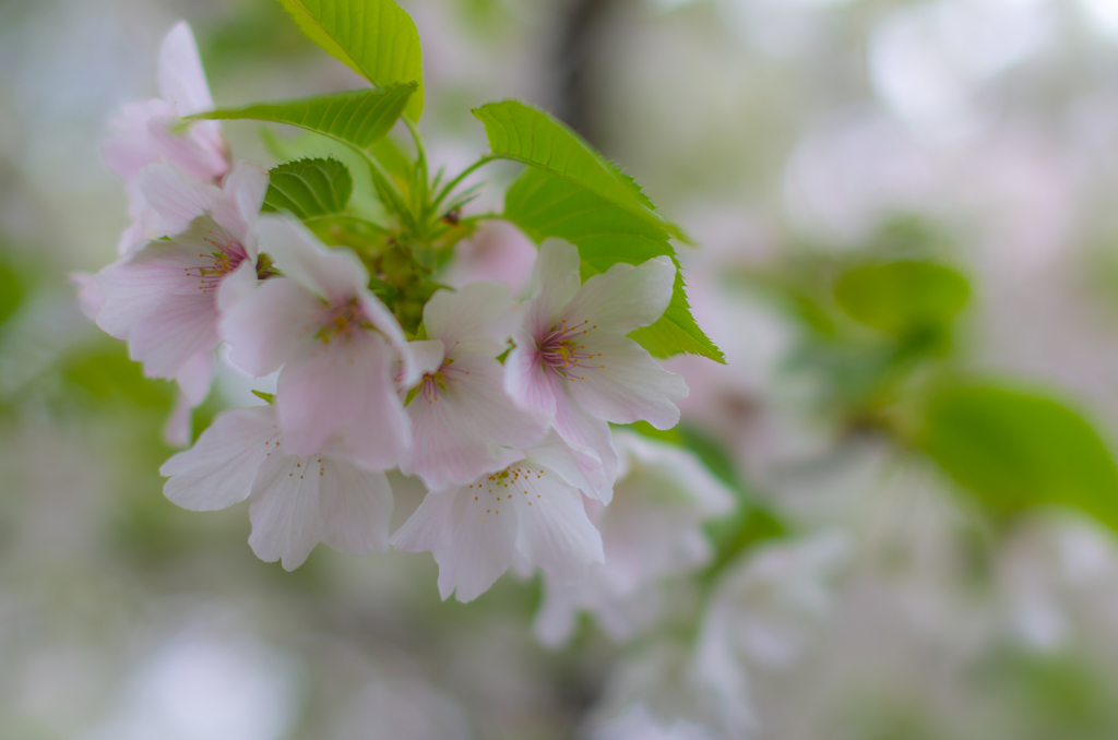 大島桜