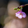 河津桜