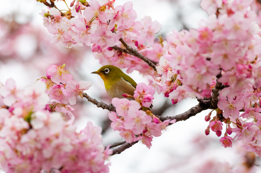 メジロと河津桜