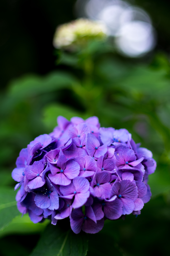 紫陽花