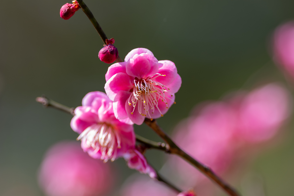 紅梅