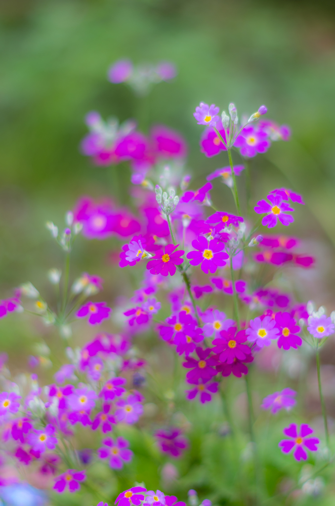 小さな花