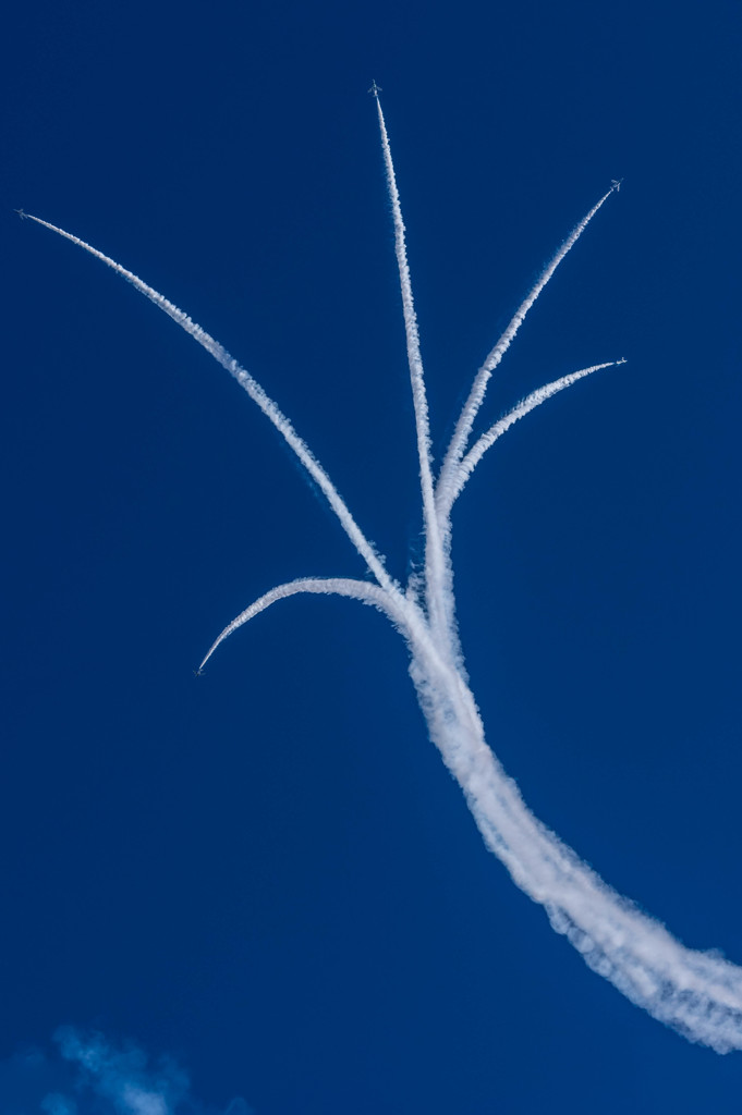 青空に花が咲く