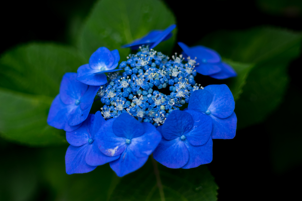 紫陽花