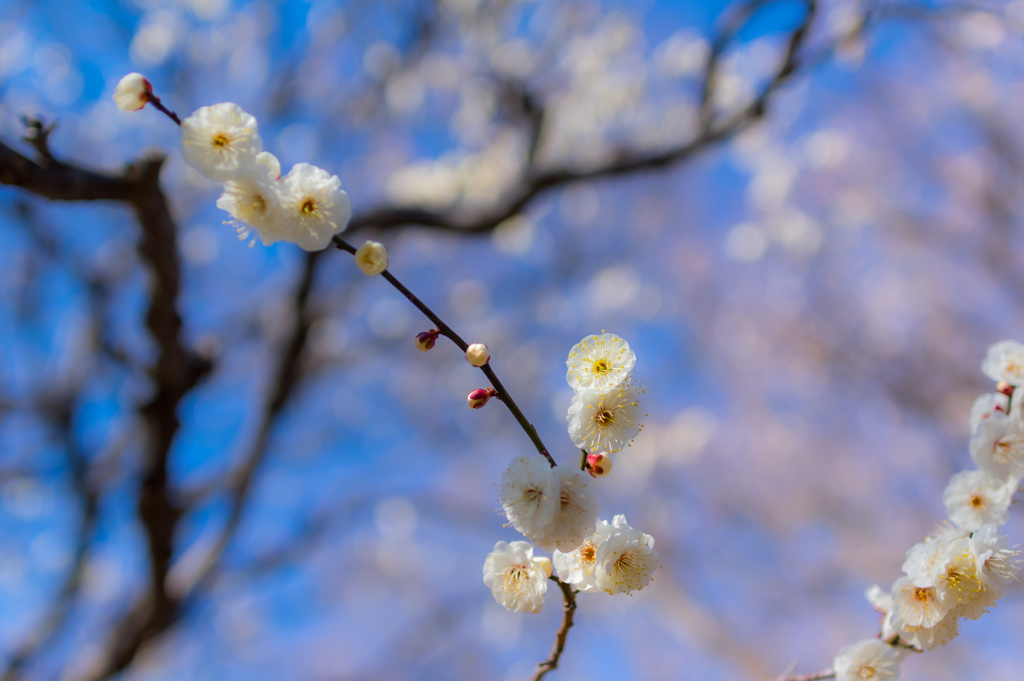 早春の白梅