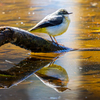 reflection