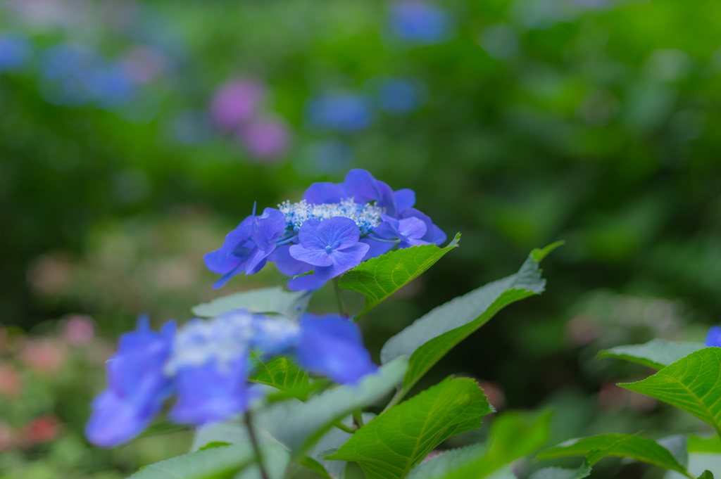 紫陽花
