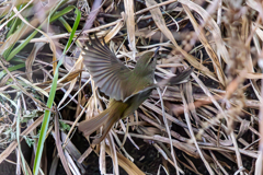 リーフウグイス