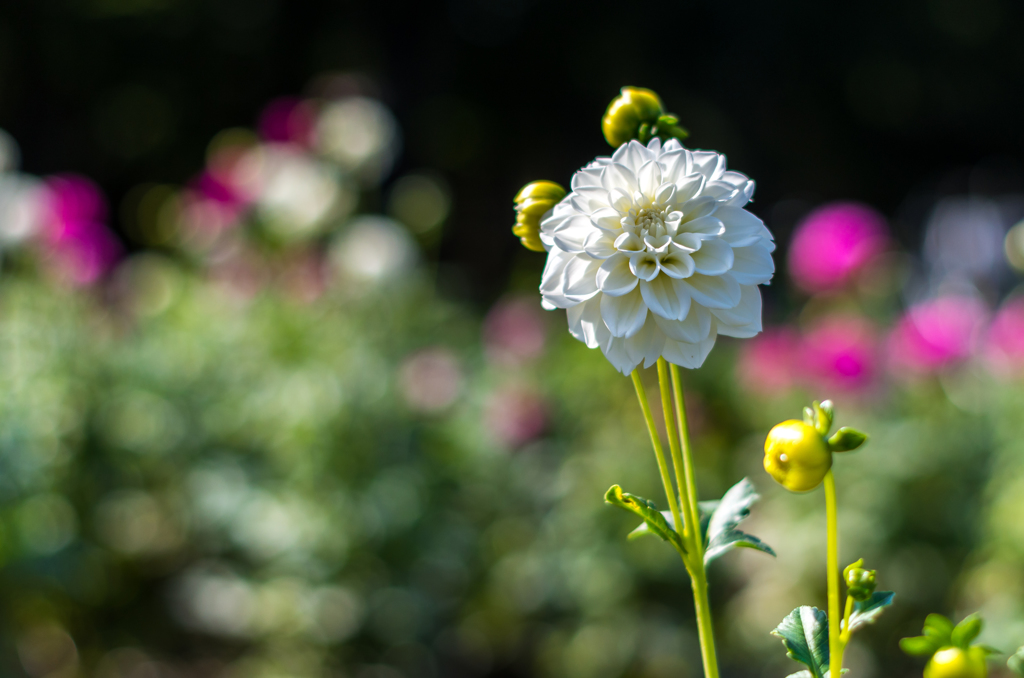 何の花かな？