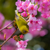 河津桜とメジロ