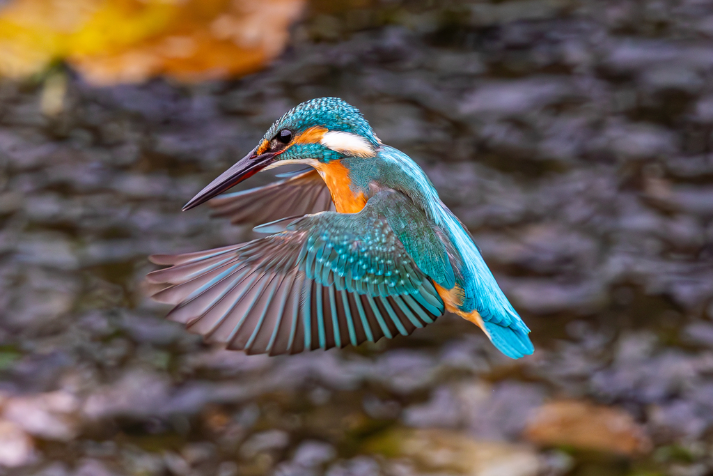 カワセミ ホバリング
