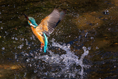 SPLASH