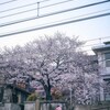 桜 階段