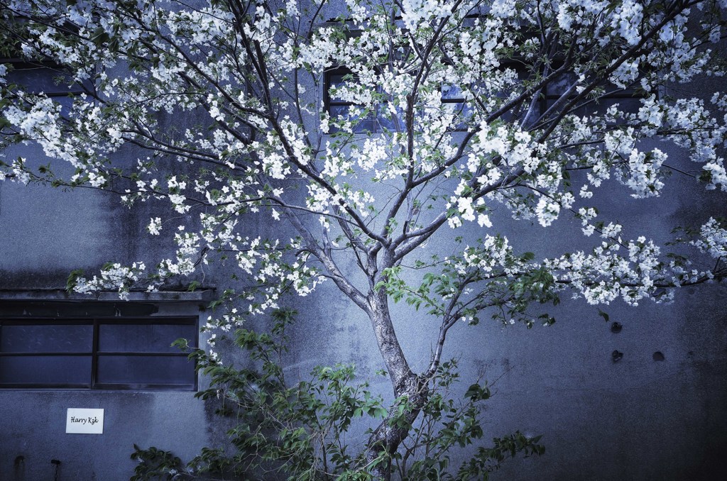 工場の横の桜