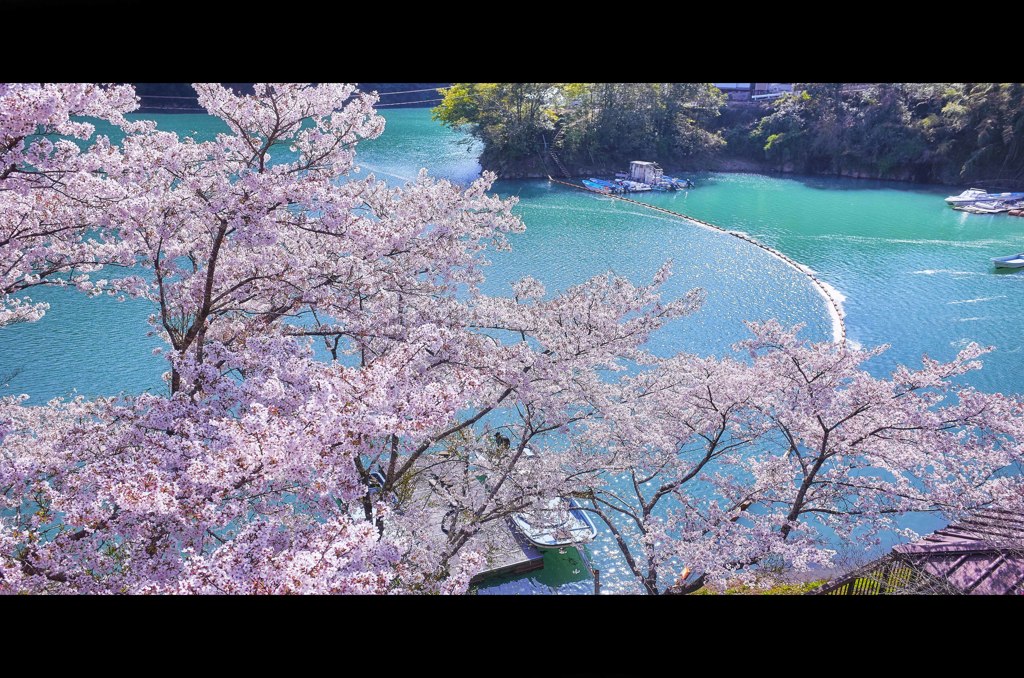 船着場と桜