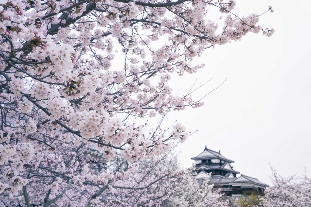 桜 城