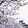 桜 城