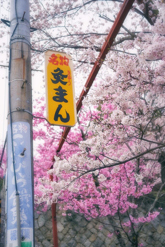 桜