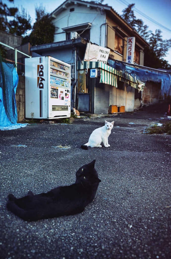 猫