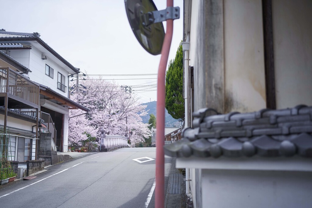 桜