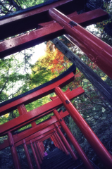 鳥居達