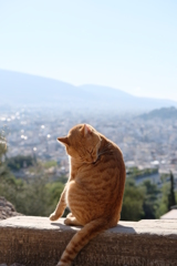 パルテノン神殿の猫