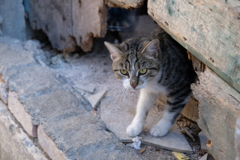 猫の街コトル、の猫②