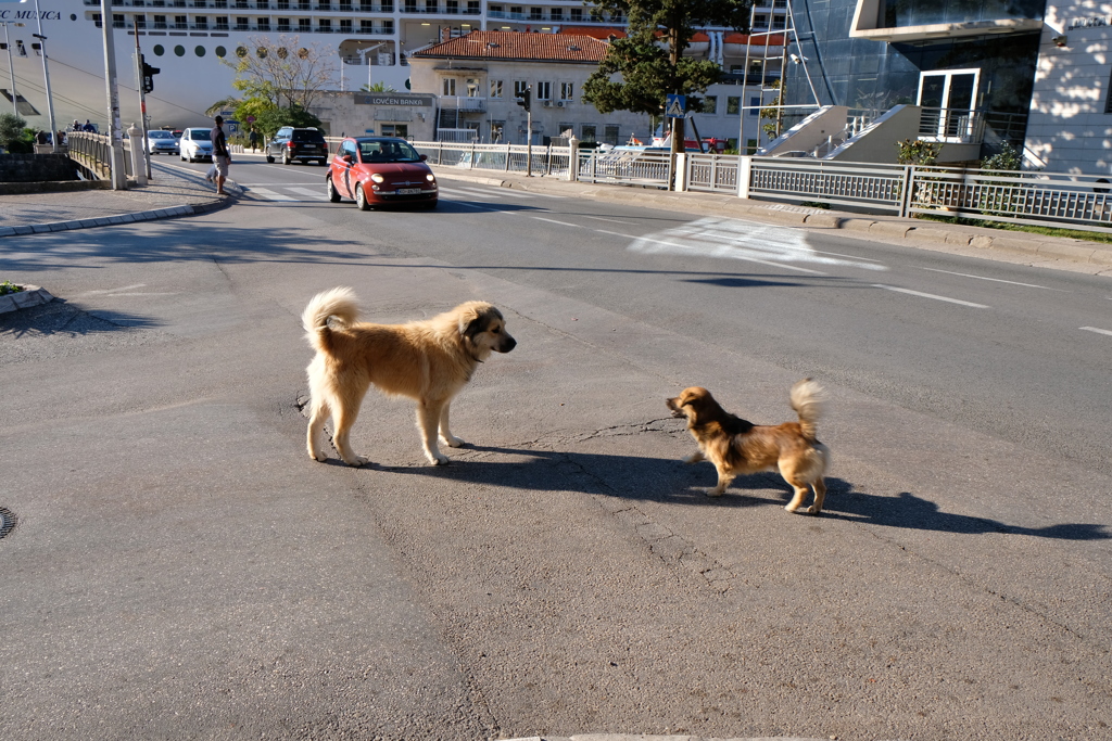 危険すぎる犬たち