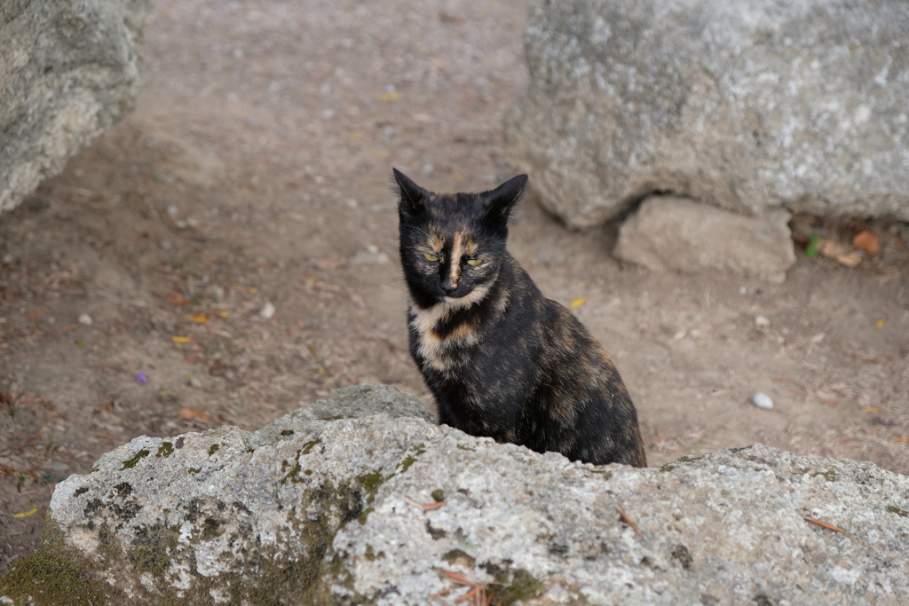 オリンピア遺跡にて　黒猫