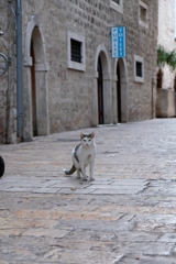 猫の街コトル、の猫①