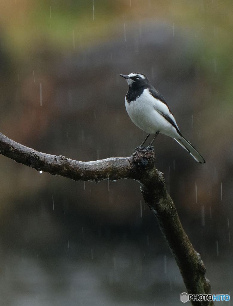 雨の日にもの思いに更ける