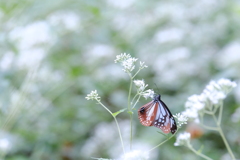 Rest your wings