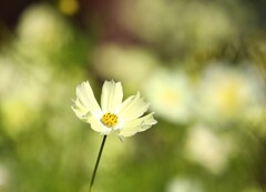 秋桜