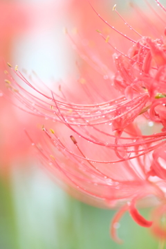 雨に咲く華