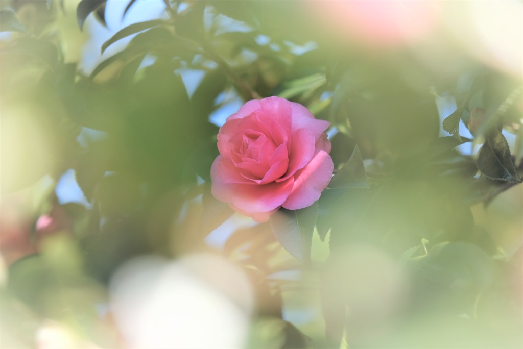 山茶花