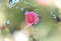山茶花